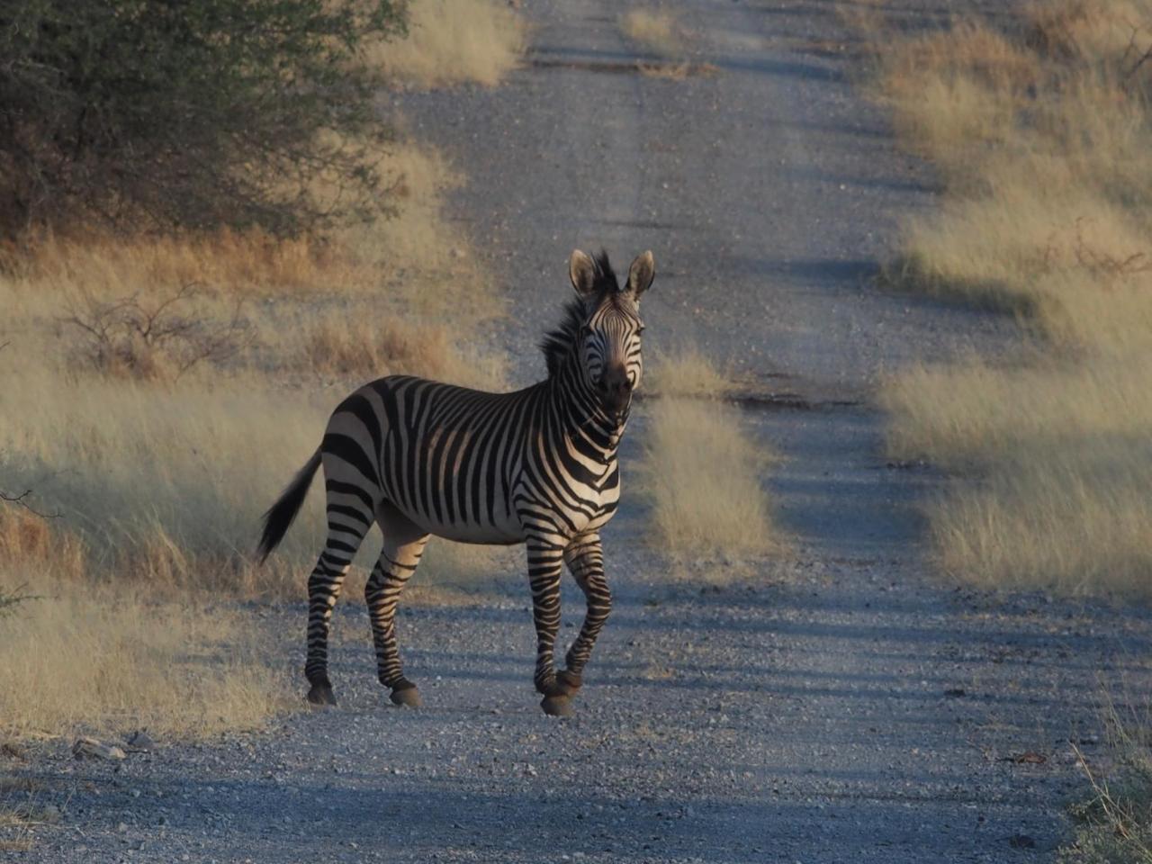 Villa Gabus Game Ranch Otavi Exterior foto