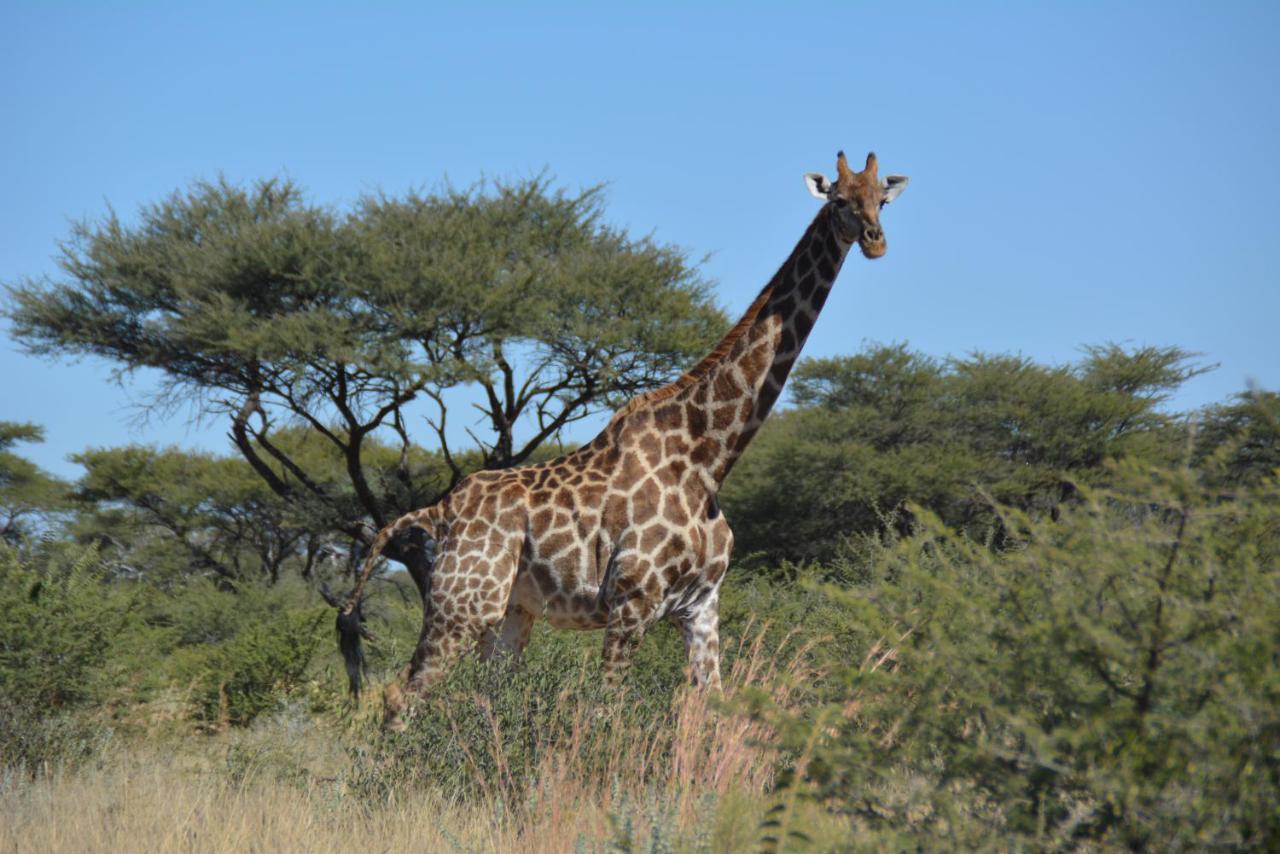 Villa Gabus Game Ranch Otavi Exterior foto