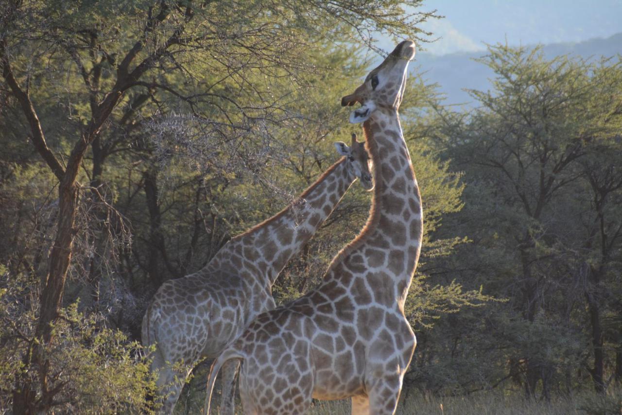 Villa Gabus Game Ranch Otavi Exterior foto