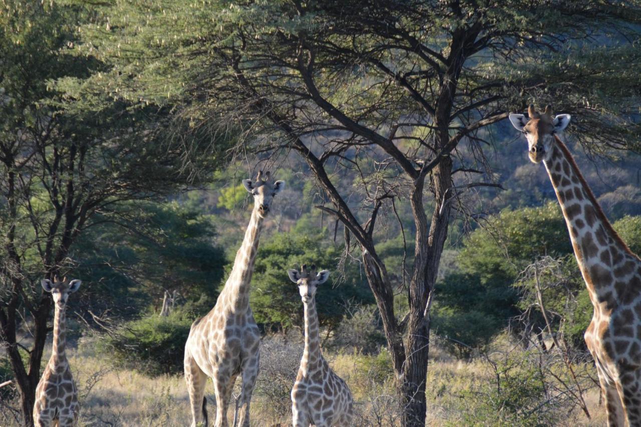 Villa Gabus Game Ranch Otavi Exterior foto