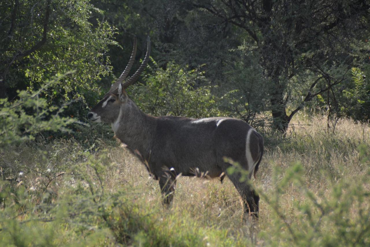 Villa Gabus Game Ranch Otavi Exterior foto