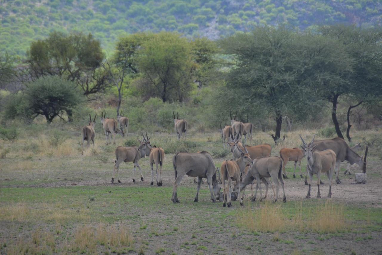 Villa Gabus Game Ranch Otavi Exterior foto
