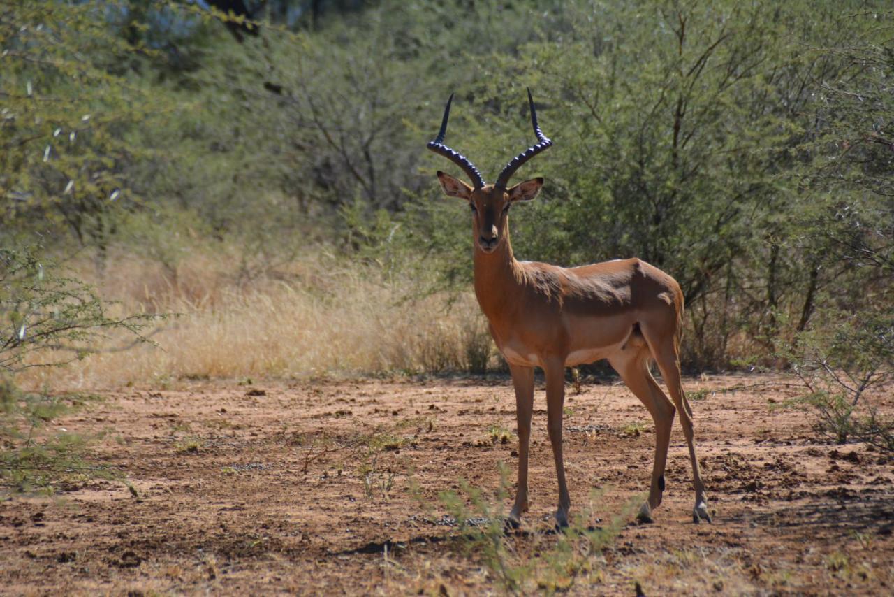 Villa Gabus Game Ranch Otavi Exterior foto