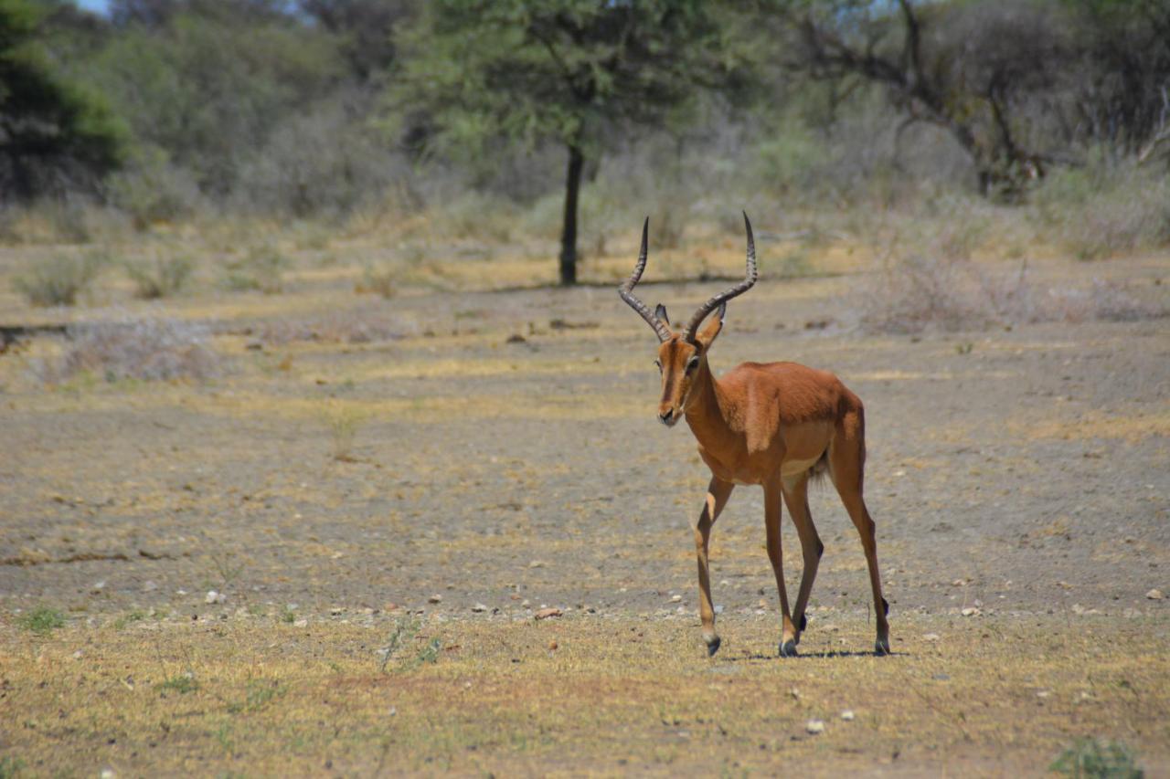 Villa Gabus Game Ranch Otavi Exterior foto