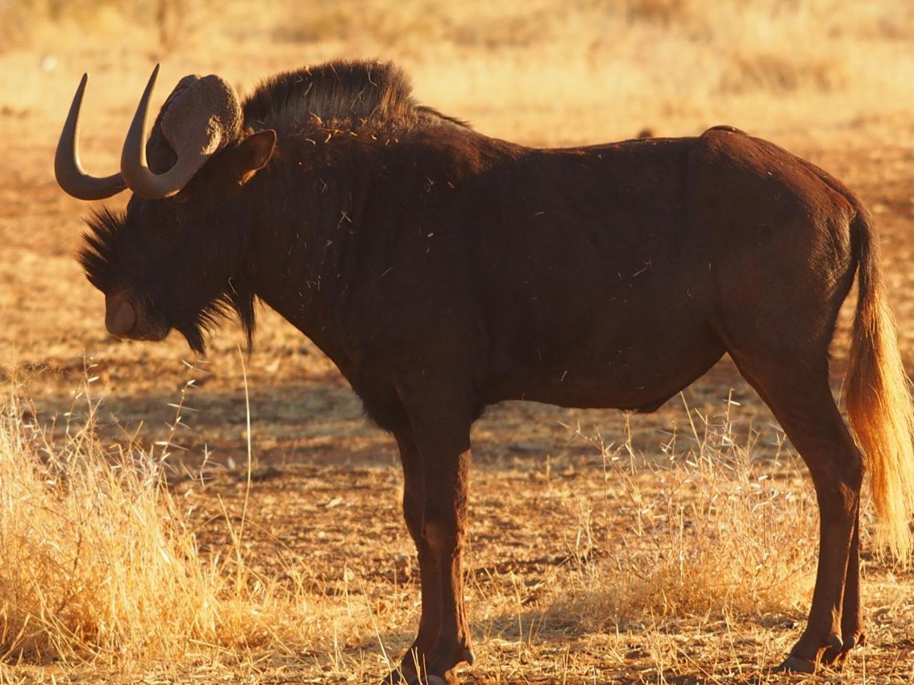 Villa Gabus Game Ranch Otavi Exterior foto